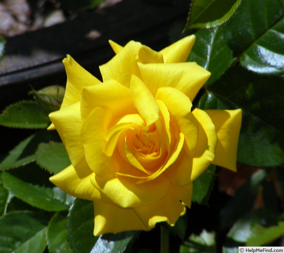 'Lowell Thomas' rose photo