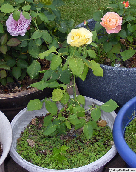 'St. Patrick ™ (hybrid tea, Strickland, 1986)' rose photo