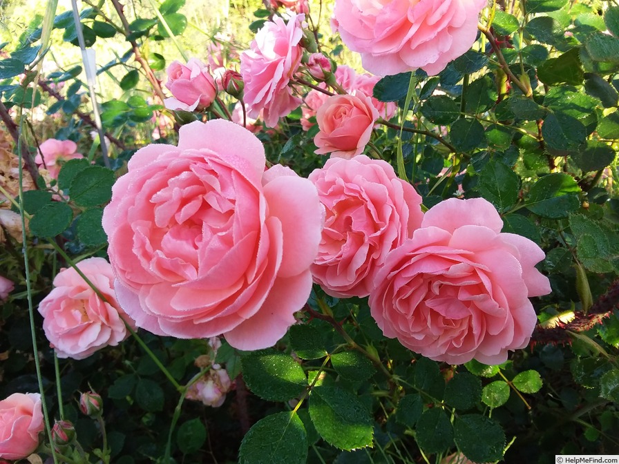 'Rojwint' rose photo