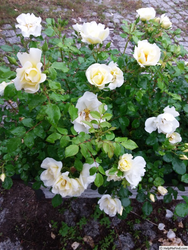 'Iwona ®' rose photo
