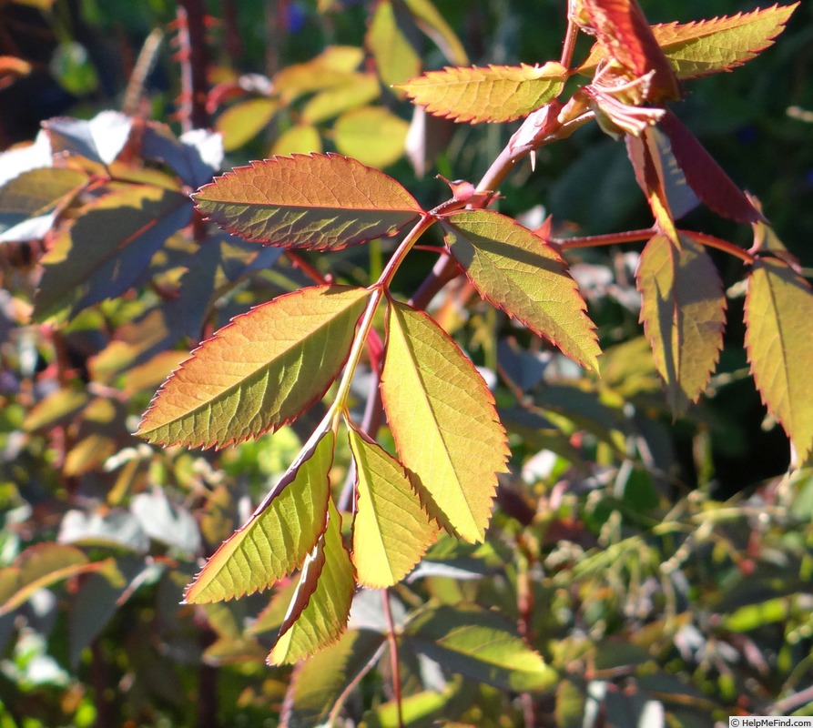 'R. glauca' rose photo