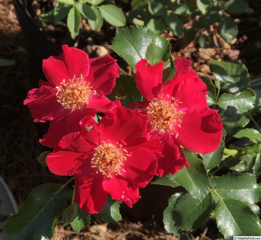 'Fires of Alamo' rose photo