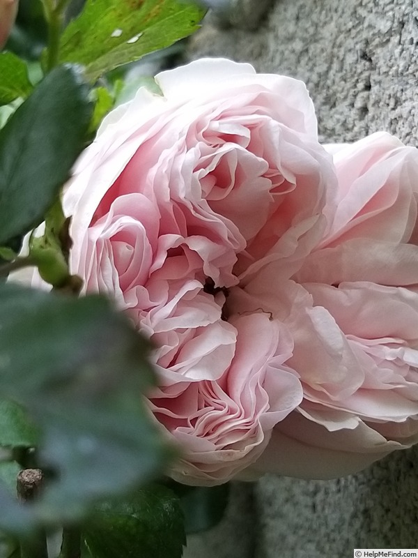 'Alhambra' rose photo