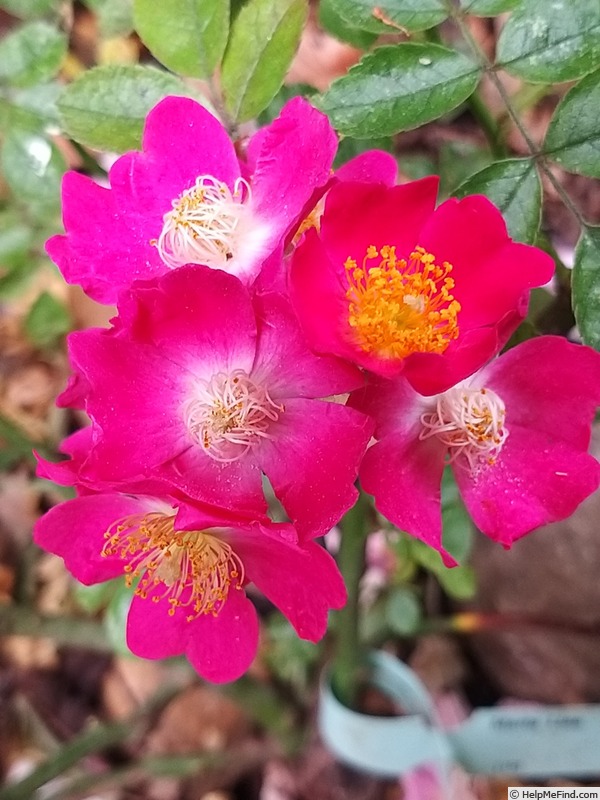 'Maria Lisa' rose photo