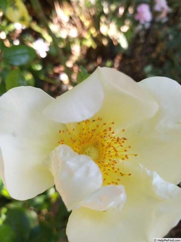 'Mermaid (hybrid bracteata, Paul, 1917)' rose photo