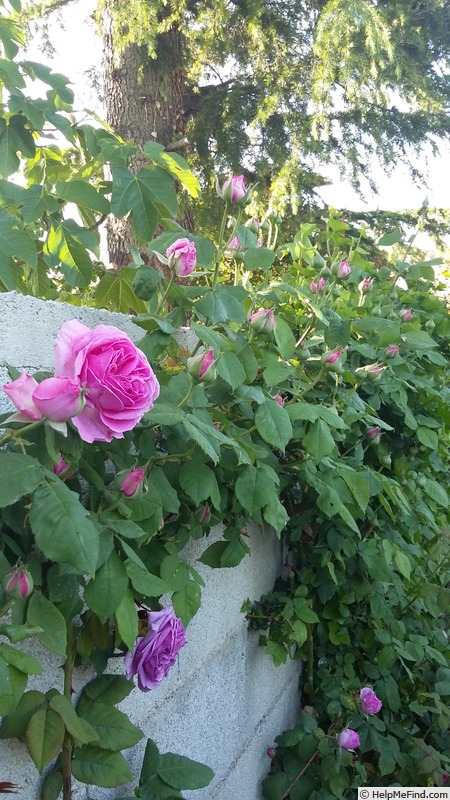 'Madame Isaac Pereire (Bourbon, Garcon, 1876)' rose photo