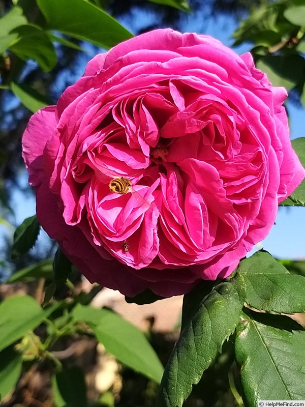 'Madame Isaac Pereire (Bourbon, Garcon, 1876)' rose photo