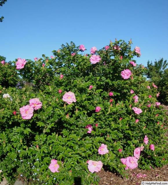 'Belle Poitevine' rose photo