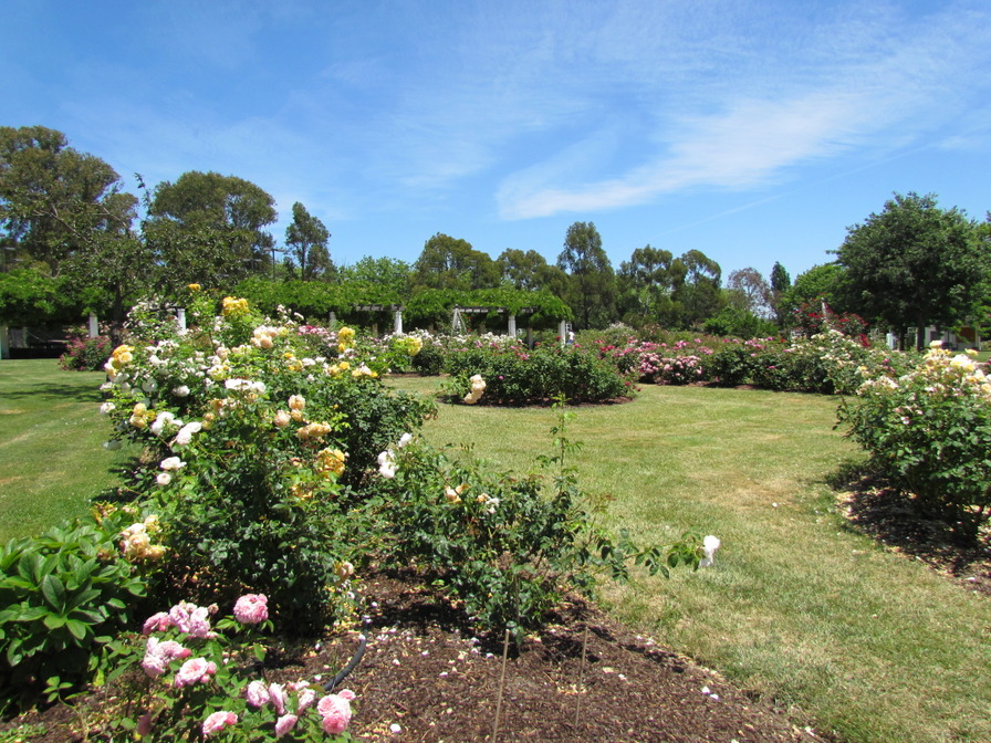 'Old Parliament House Gardens - Broinowski Rose Garden'  photo