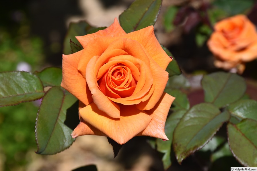 'Copper Gem' rose photo
