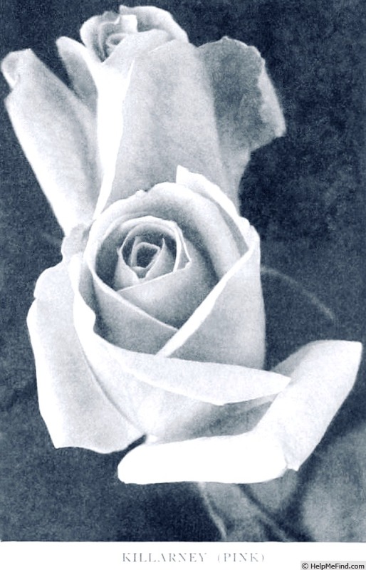 'Killarney' rose photo