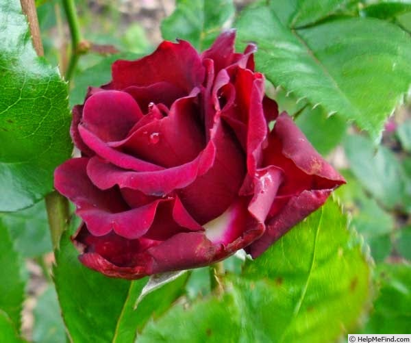 'Katie's Rose (floribunda, Horner, 2012)' rose photo