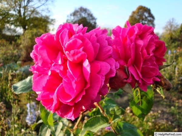 'Madame Hersilie Ortgies (hybrid perpetual, Soupert & Notting 1869)' rose photo