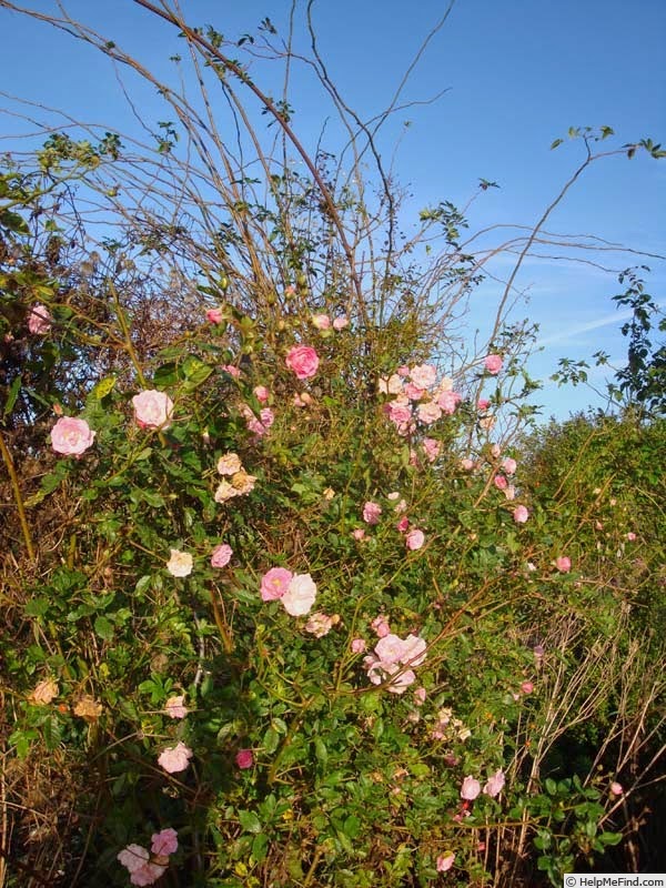 'Gela Tepelmann' rose photo