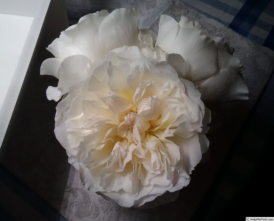 'Eugenie (florists rose, Austin, 2019)' rose photo