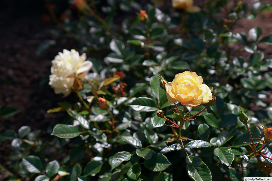 'Golden Touch (shrub, Evers/Tantau before 1993)' rose photo