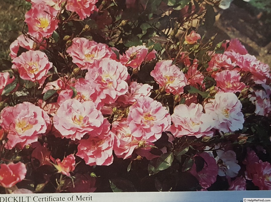 'DICkilt' rose photo