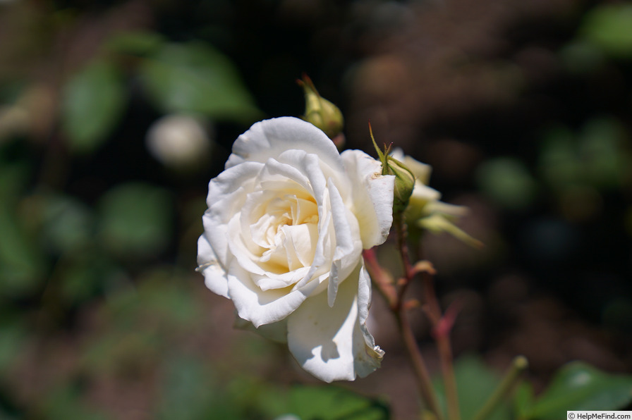 'White Ensign (hybrid tea, McGredy, 1925)' rose photo