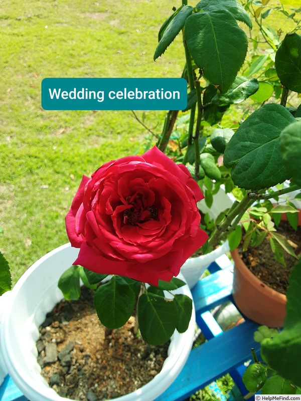 'Wedding Celebration ™ (hybrid tea, Olesen 1999)' rose photo
