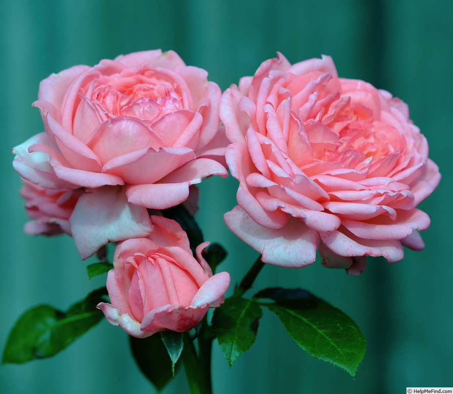 'La Rose de Molinard ®' rose photo