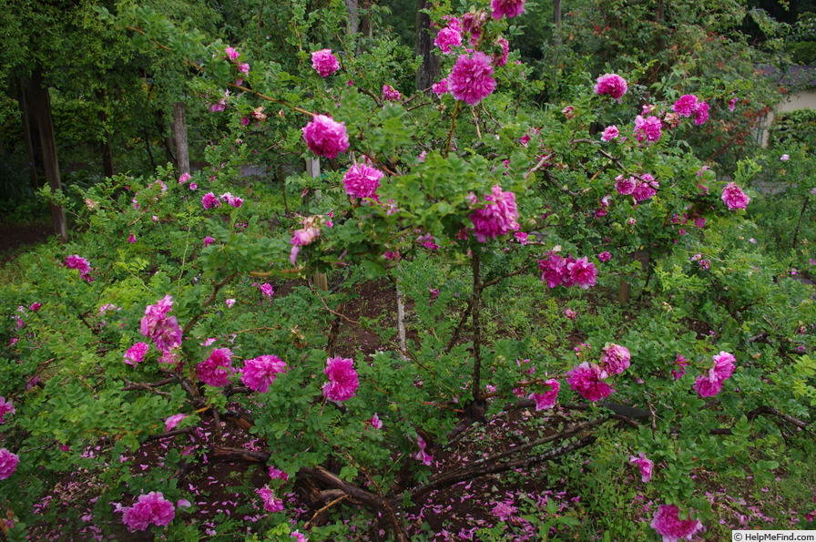 'R. roxburghii' rose photo