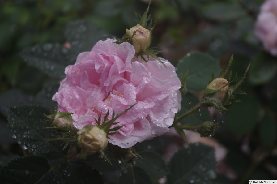 'Maiden's Blush (alba)' rose photo