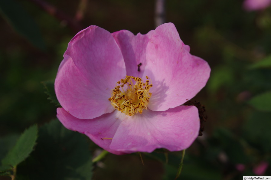 'Hibernica' rose photo