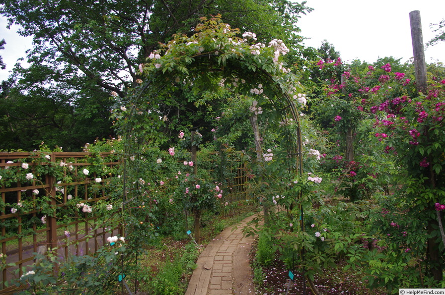 'Dentelle de Malines ®' rose photo