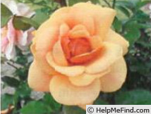 'Luberon ™ (floribunda, Poulsen 2015)' rose photo