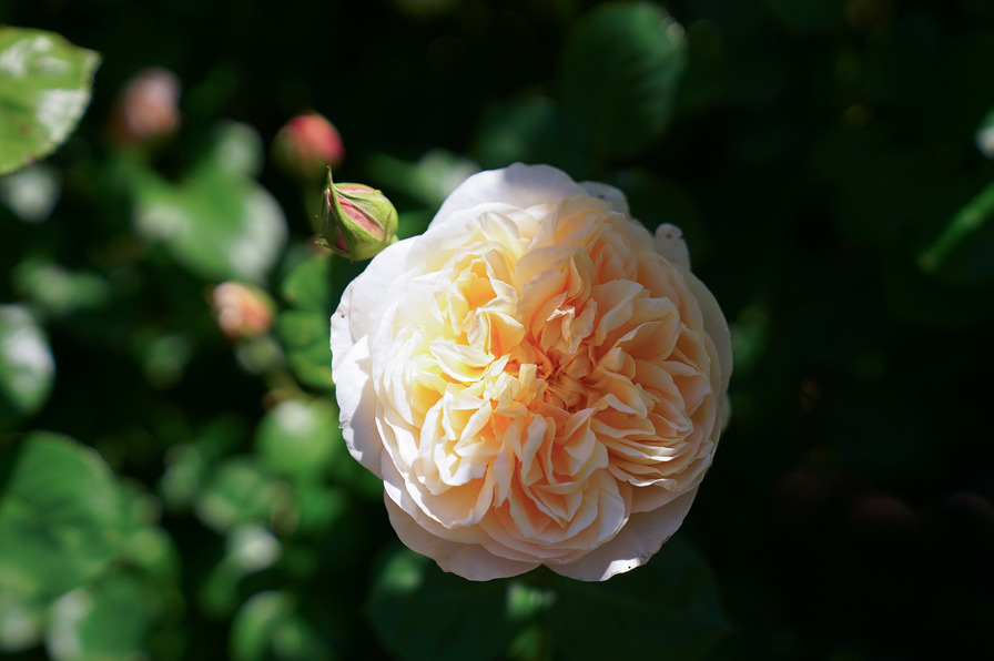 'Madame Paule Massad' rose photo
