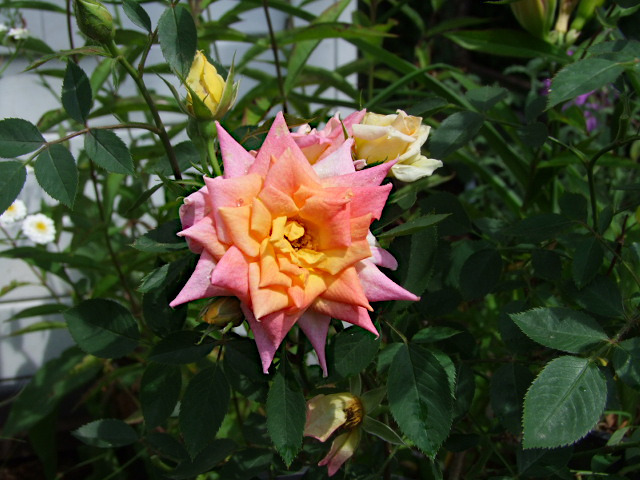 'Amber Star (miniature, Mander 1999)' rose photo