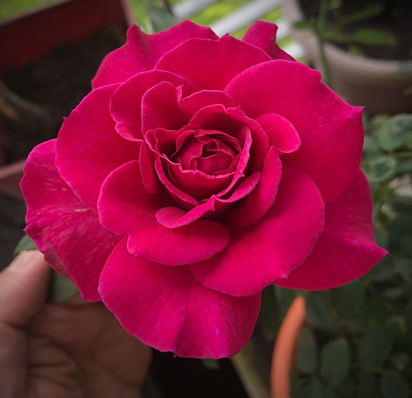 'Ventilo ®' rose photo