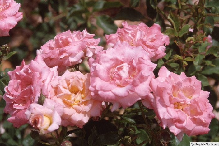 'Bobby Dazzler (floribunda, Harkness, 1972)' rose photo