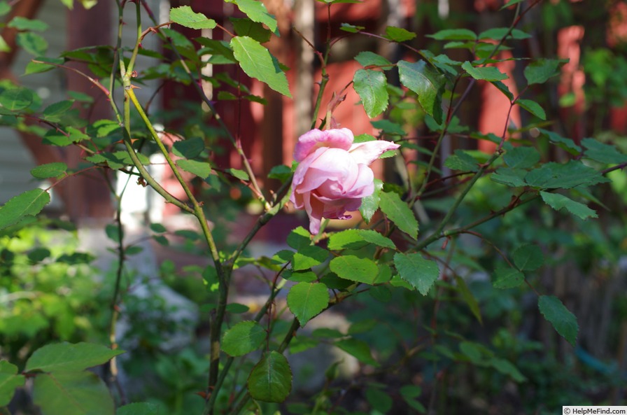 'Miss Agnes C. Sherman' rose photo