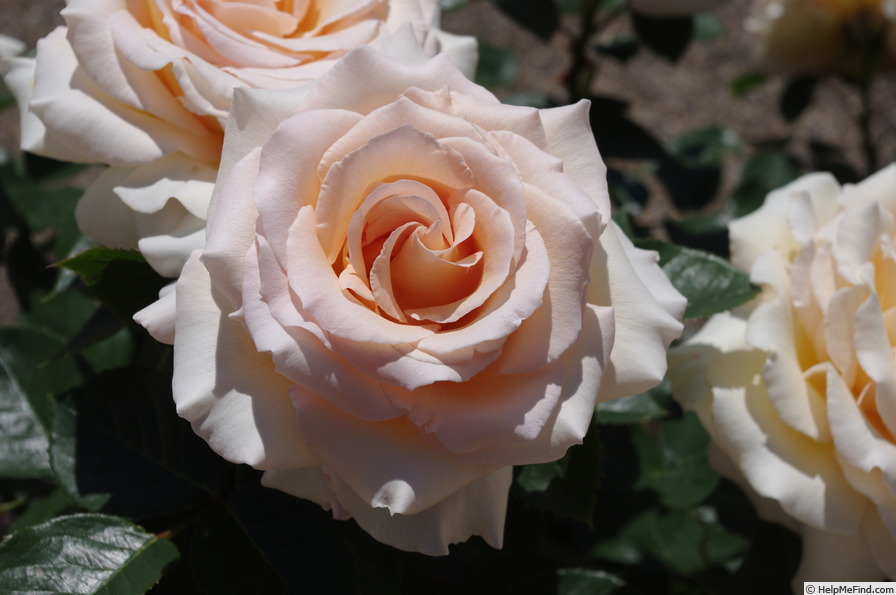 'Isn't She Lovely' rose photo