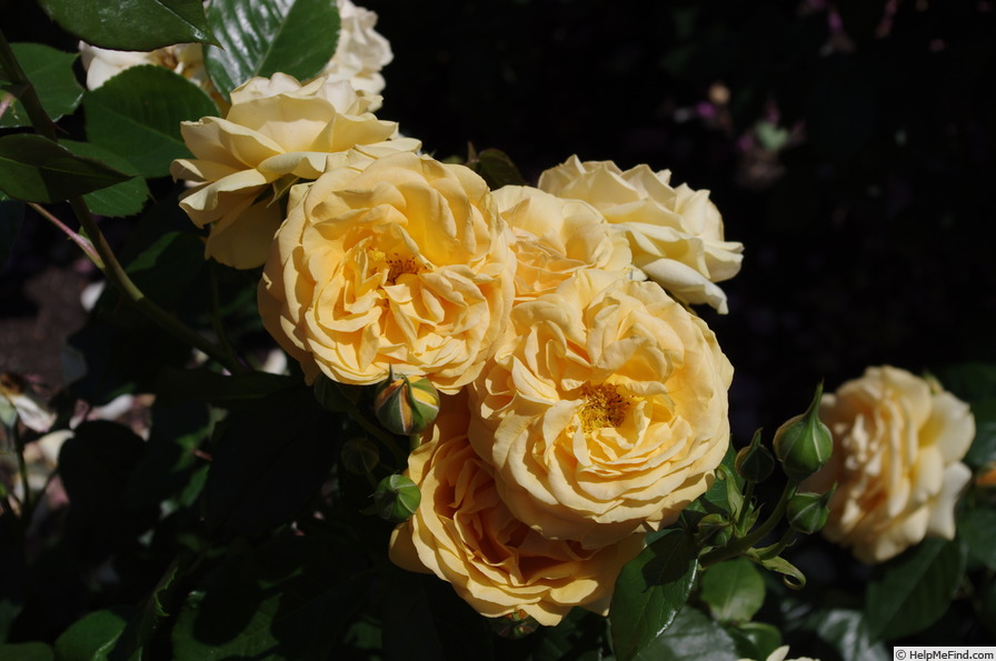 'Absolutely Fabulous' rose photo