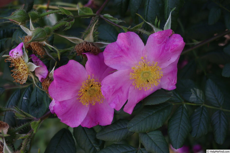 'Coryana' rose photo