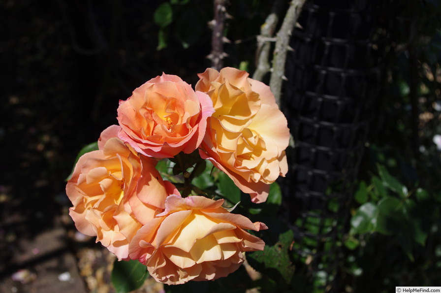 'HARblend' rose photo