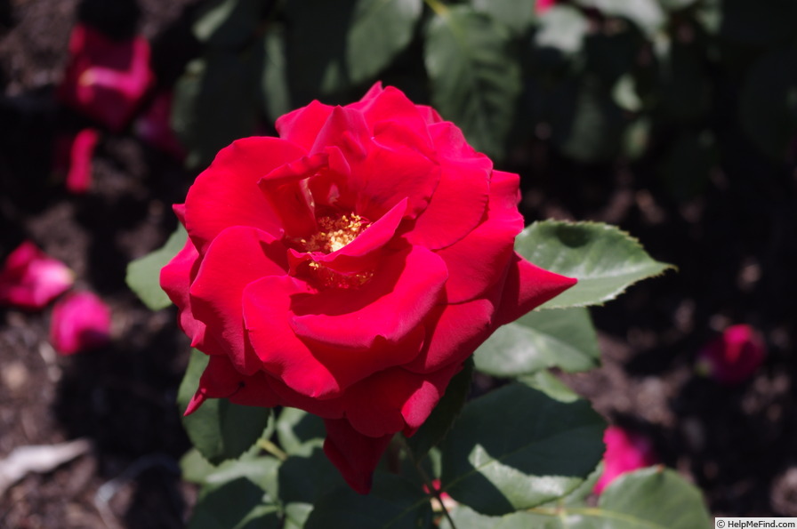 'Royal William' rose photo