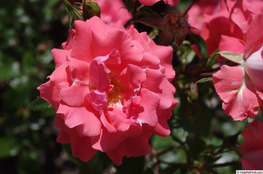 'DICkimono' rose photo
