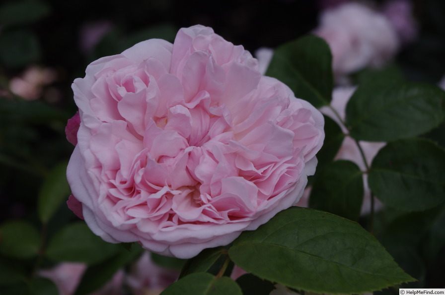 'AUSwith' rose photo