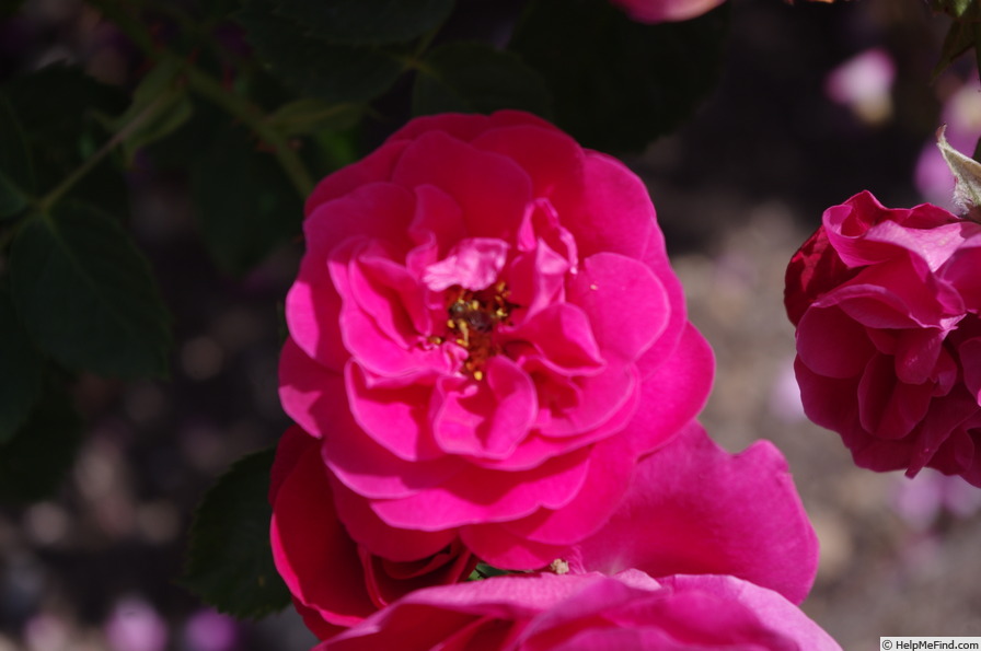 'George Vancouver' rose photo