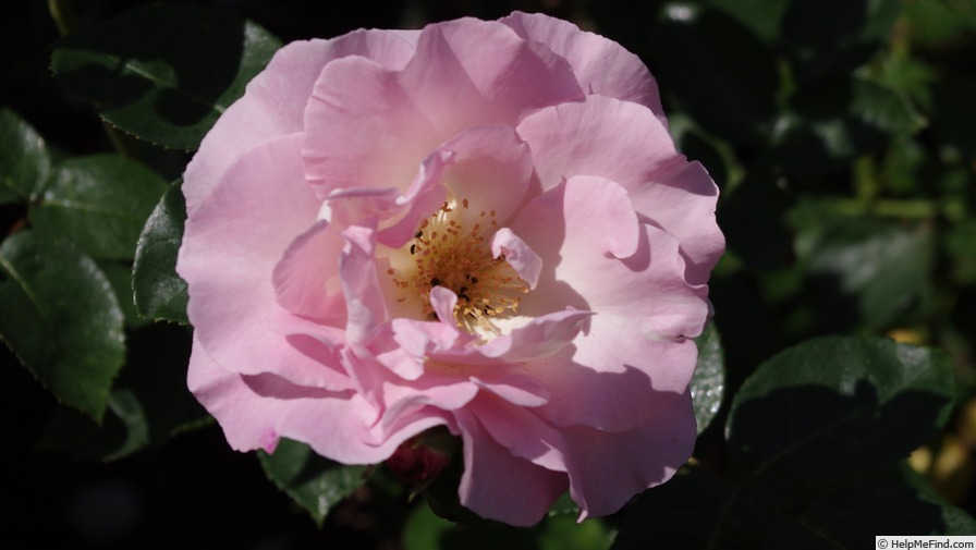 'AUScam' rose photo