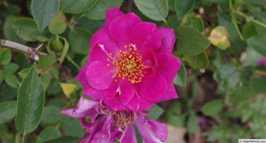 'Blue Peter' rose photo