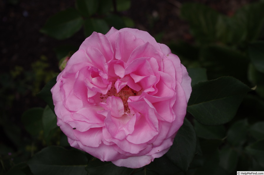 'Pink Perfection (hybrid tea, Kordes, 1999/2007)' rose photo