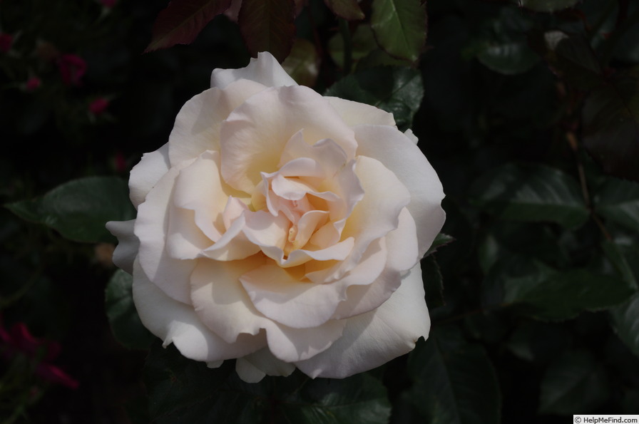 'Racy Lady' rose photo