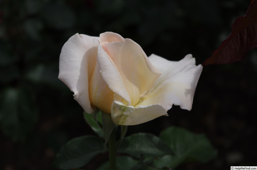 'Racy Lady' rose photo