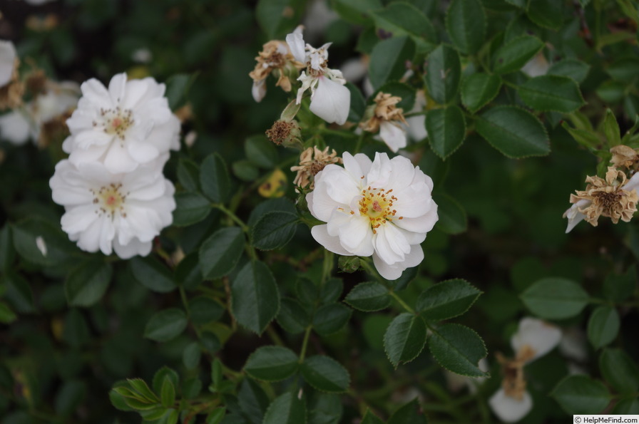 'POULmulti' rose photo