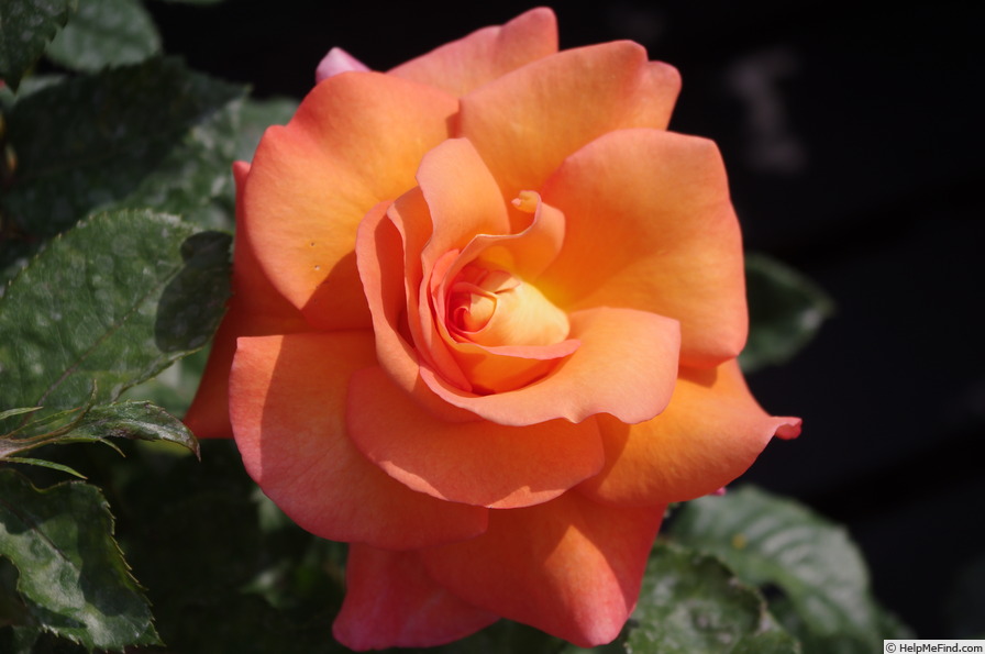 'Dawn Chorus' rose photo