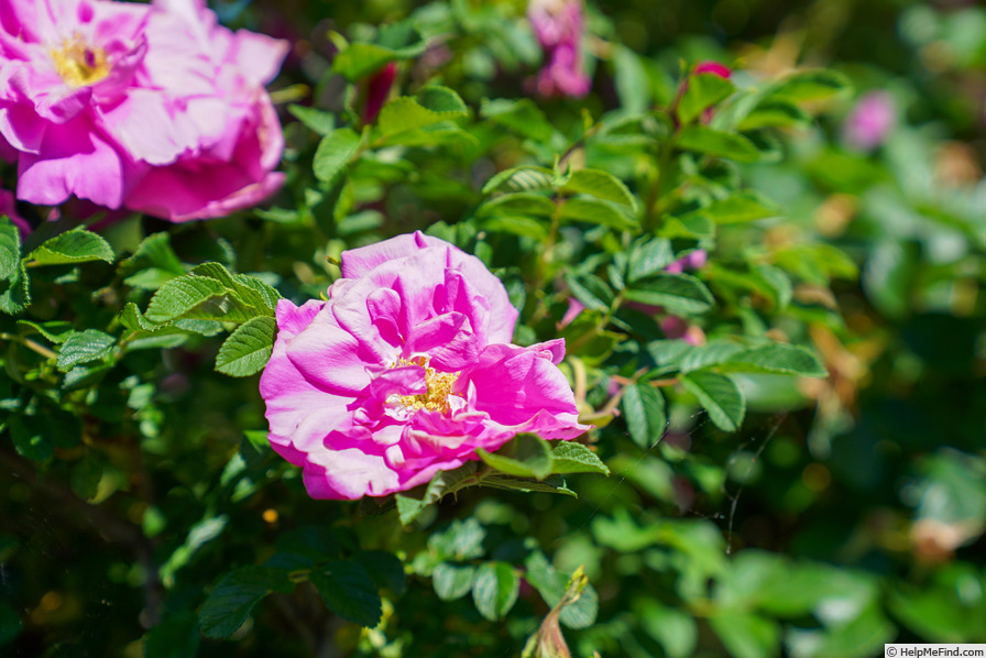 'Belle Poitevine' rose photo